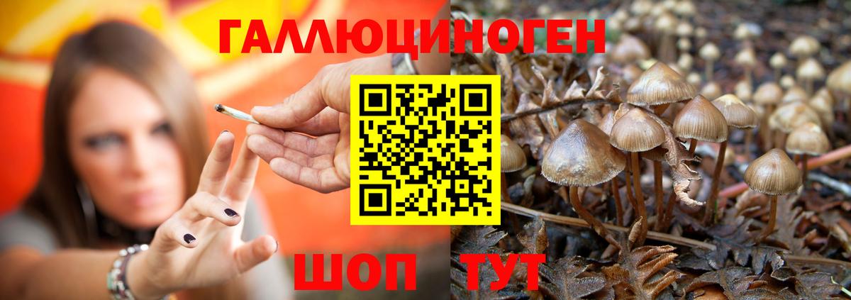 Псилоцибиновые грибы Cubensis Чусовой